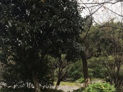 -铁山坪森林公园