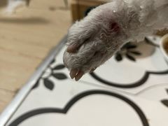 -瑞派福兴宠物医院犬猫全科·骨科·中西医结合(河东店)