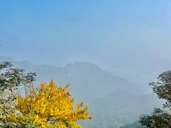 -大岭沟猕猴桃谷风景区