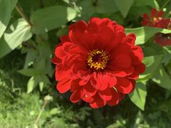 -莲花山花海