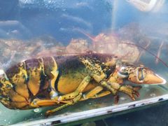 龙虾-明记海鲜大排档(巽寮湾店)
