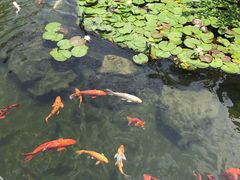 -苏苑饭店-中餐厅(长桥地区店)