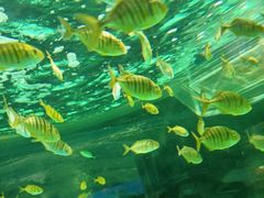 -海合安成都极地海洋公园