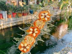-百花洲
