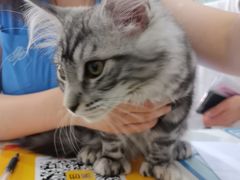 -宠颐生宠物医院·犬猫全科·皮肤科(商业街店)