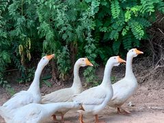 -帽儿山国家森林公园