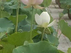 -莲花池公园