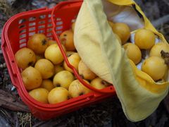 -塘栖枇杷特色园区