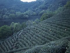 -阿巧茶庄