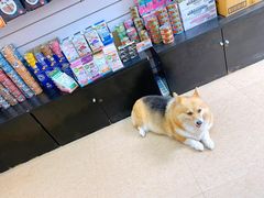 -傲雄·叮叮宠物(新华路店)