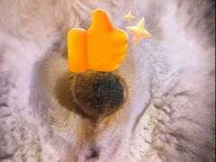 -伟伟宠物医院·CT影像中心·瑞派犬猫综合性门诊(汉口总院)