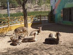 -鄂尔多斯野生动物园