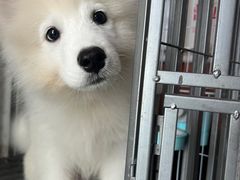 -艾贝尔宠物医院 ·内科全科(梁溪路店)