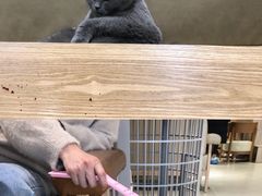 -藏猫猫咖啡主题馆(中央大道店)