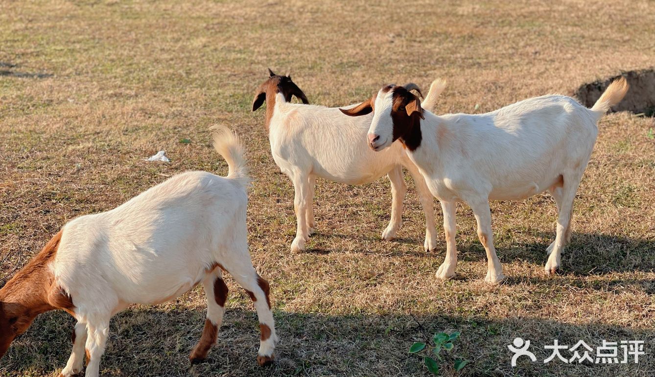南昌拍照📸打卡 | 江滩上的羊咩咩🐏