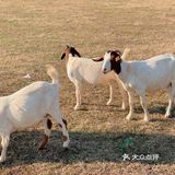 南昌拍照📸打卡 | 江滩上的羊咩咩🐏