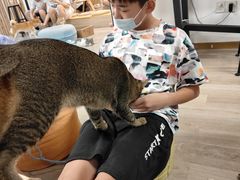 -柴迷FANS CLUB·柴犬狗咖·猫咖