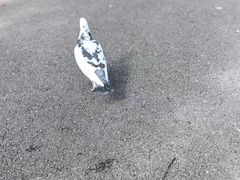 -上海宋庆龄故居纪念馆