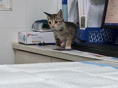 -宠颐生汉谟拉比宠物医院