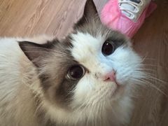 -楼上猫咖(罗湖店)