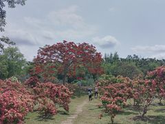 -中国科学院西双版纳热带植物园