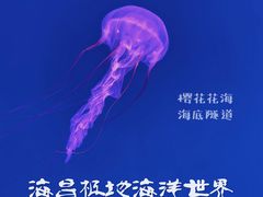 -海合安武汉极地海洋公园