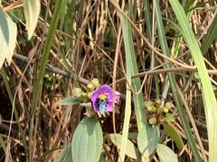 -芦仙山景区-飞越丛林探险乐园