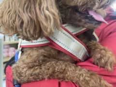 -瑞鹏宠物医院·宠保定点·心脏科·内科(御桥分院)