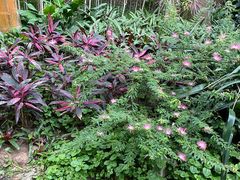-南山植物园
