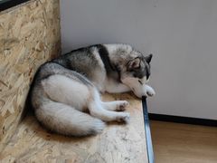 -Husky Go! 哈士奇体验馆·宠物咖啡厅狗咖