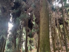 -四川省成都市彭州市白鹿镇