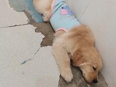 -共舞时光猫咖·狗咖(新街口店)
