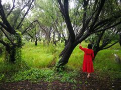 -镇江市南山风景名胜区竹林景区