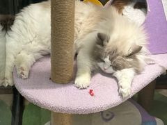 -momokira米努特·德文卷毛猫·棉花面纱犬