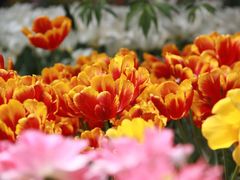 -长春公园(普阳街道)