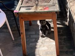 -喵屿·大理花园猫咖