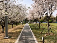 -塘沽森林公园