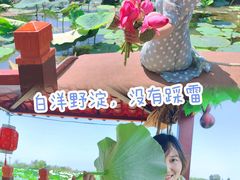 -白洋淀景区