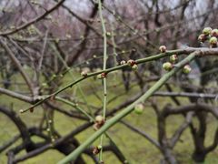 -蜀冈西峰生态公园