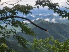 -天目山大树王景区