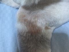 -爱侣宠医·鹦鹉专科·小型哺乳类·异宠专科(灵石路店)