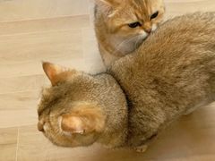 -唐小姐の私宠·宠物洗护美容·撸猫馆·购宠(周浦万达旗舰店)