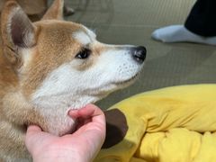 -逗柴咖啡屋·狗咖猫咖宠物桌游