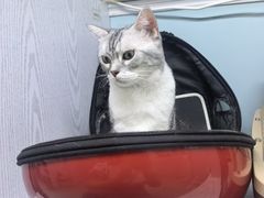 -纳吉亚猫专科动物医院·北北分院