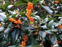 -浙江西子宾馆·瑶园咖啡厅