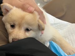 -柴犬小屋·柴餐厅·狗咖食堂(金鼎广场店)