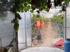 -马陆小张葡萄园农家乐