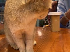 -猫小院猫主题餐厅(三里屯店)