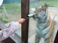 -横道河子东北虎林园