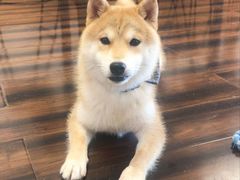 -豆柴町-柴犬主题狗咖(红鼎国际C座店)